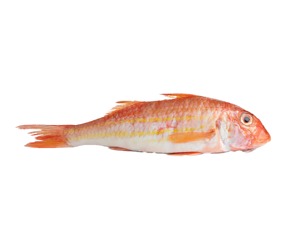 Barbun Fiyat