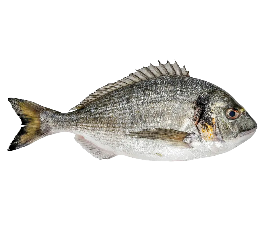 Çipura Fiyat
