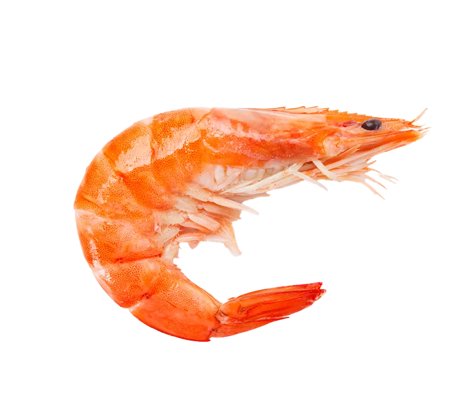 Jumbo Karides Fiyat