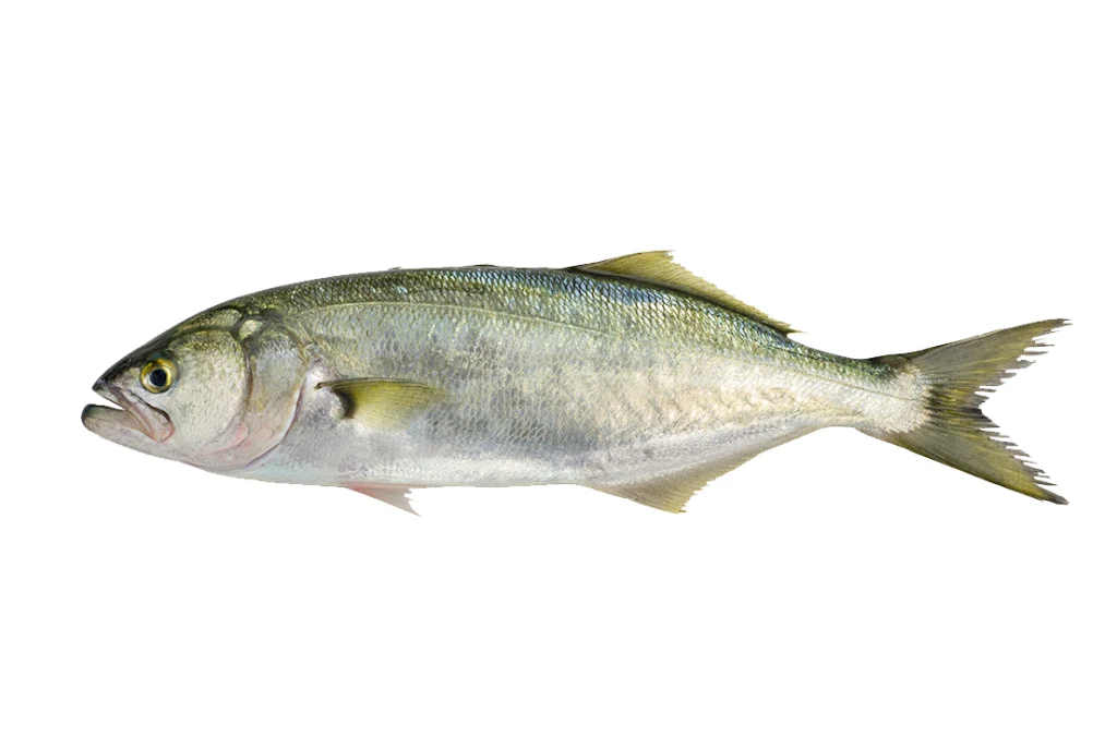 Lüfer Balığı