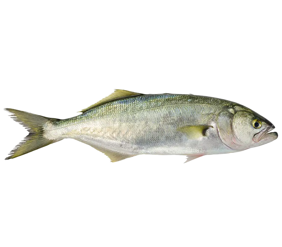 Lüfer Fiyat