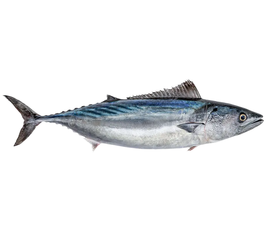 Palamut Fiyat